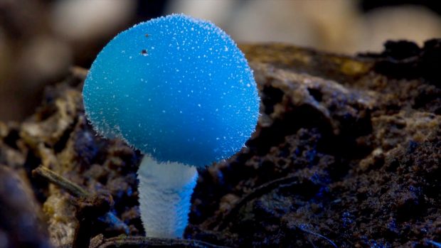 Fantastic Fungi- Louis Swartzberg