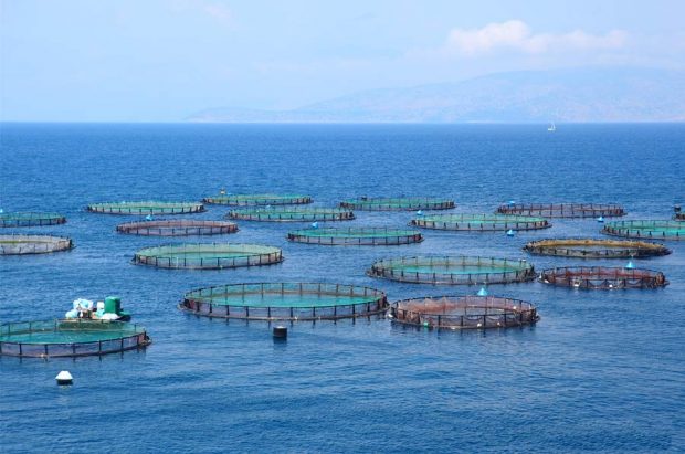 Salmoneras.