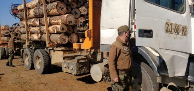 El robo de madera se ha transformado en uno de los temas principales que busca impedir el Gobierno en La Araucanía. Asimismo, se han conocido denuncias que apuntan a que habrían funcionarios de Carabineros implicados. Foto. Archivo.