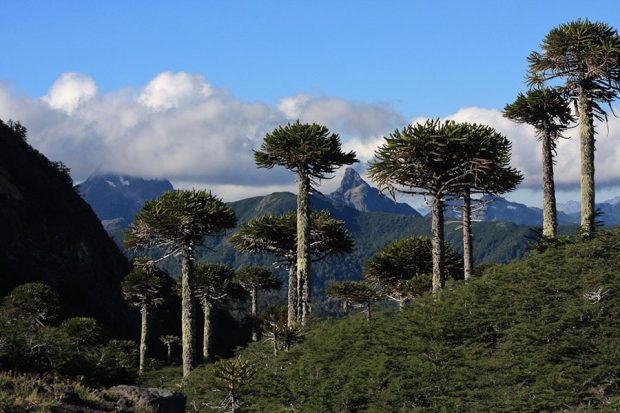 Parque Nacional Villarica.