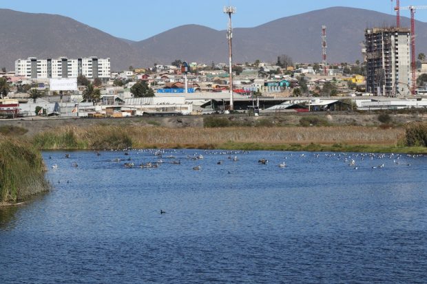 Humedal El Culebrón en la comuna de Coquimbo. Uno de los peligros que enfrentan estos sectores es el desarrollo explosivo de proyectos inmobiliarios en sus cercanías. 