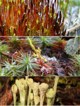 BosquesEnMiniatura