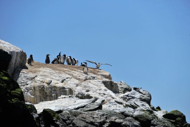 La Higuera 24 Octubre 2015. La Reserva Nacional Pinguinos de Humbolt consta de 3 islas, Chanaral (región de Atacama) y 2 en Región de Coquimbo, Choros y Damas, estas se encuentran en la localidad de Punta de Choro, comuna de La Higuera. La Isla Damas esta administrada por la Conaf la que mantiene la conservación y cuidado del lugar, delimitando con senderos y senaléticas los lugares por donde transitar y disfrutar de la flora y fauna existente. A contar del 15 de diciembre del presente comienza temporada estival 2015-2016.- Alejandro Pizarro/Aton Chile