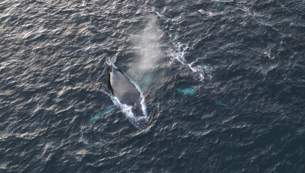 Ballenas