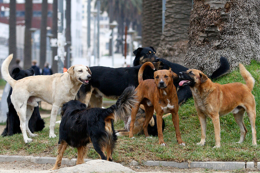Perros "asilvestrados": un dilema con el mejor amigo del ser humano - Diario y Radio Universidad Chile