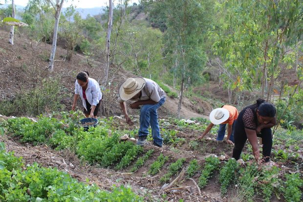 Producción agrícola comunitaria.