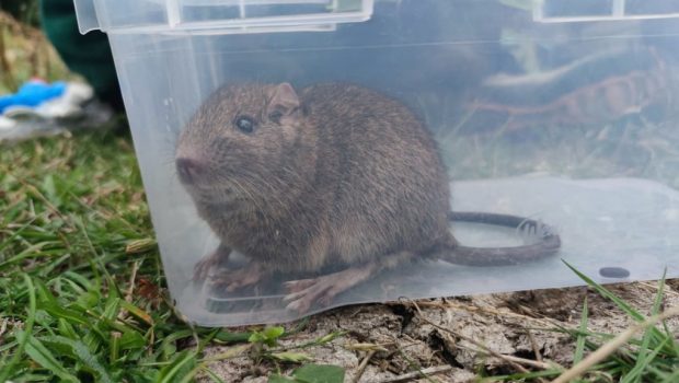 degu