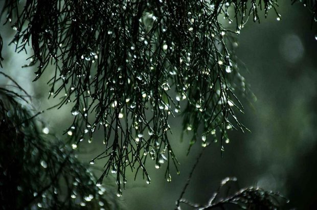 Lluvias (1)