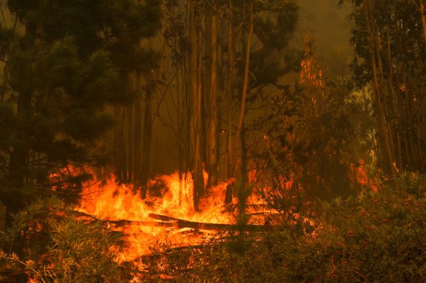 Incendio consumiendo un bosque.