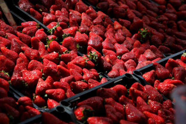 Frutillas en bandejas.