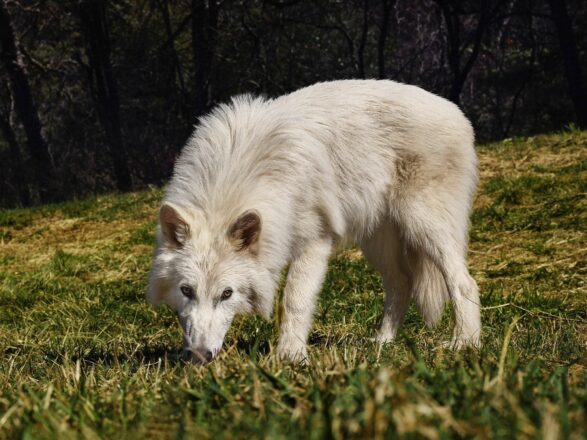 Lobo gigante