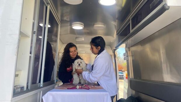 Una médica veterinaria revisa a un perro dentro de una ambulancia. La dueña del can lo acompaña.