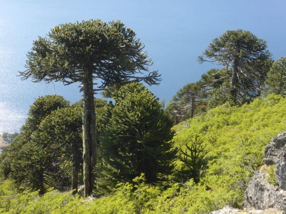 Bosque de araucarias (pehuén) en la Región de La Araucanía.