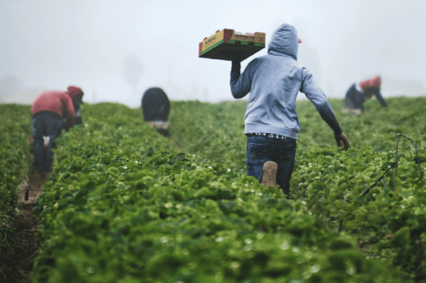 Un agricultor lleva una caja de fruta sobre su hombro mientras camina por un campo de cultivo. Al fondo, otros trabajadores se encuentran agachados, realizando labores de cosecha. El día está brumoso, lo que sugiere un ambiente húmedo o de madrugada.