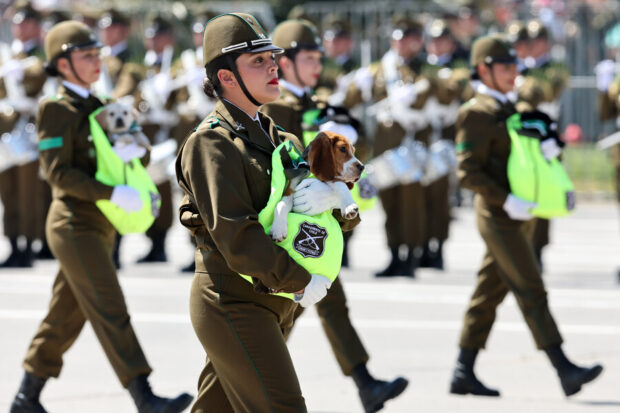 Perritos de Carabineros desfilan por la elipsis del parque Ohiggins durante la Parada Militar 2025 en la comuna de Santiago.