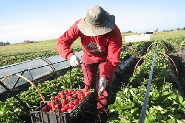 Trabajador cosechando frutillas y llenando una caja en un campo.