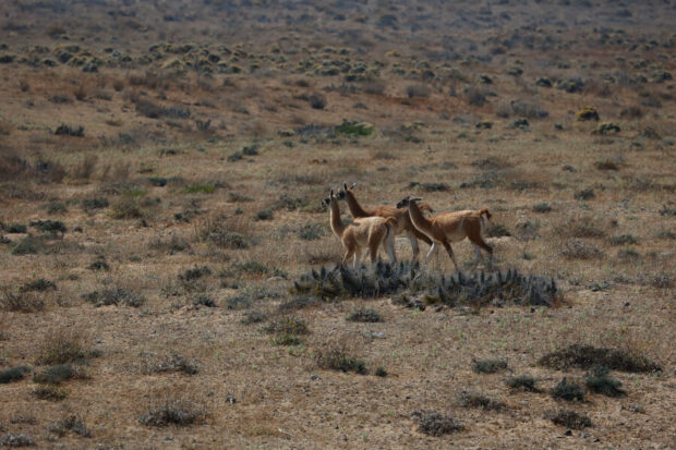 Grupo de guanacos. Raul Zamora/Aton Chile 