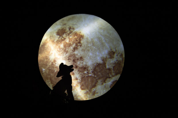 Laika y los misterios del espacio, montaje –y coproducción de La Rebelión de los Muñecos– inspirado en la historia de la primera perrita enviada al espacio a bordo de la nave Sputnik 2, en 1957. 