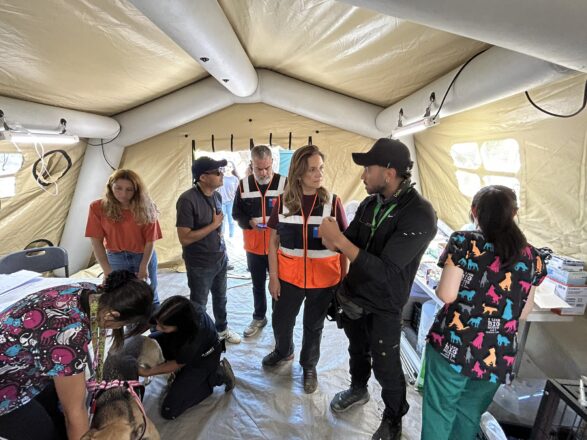 Directora Nacional de Senapred, Alicia Cebrián, visita Hospital de Campaña Penco-Lirquen, espacio de atención veterinaria para mascotas afectadas a raíz de la emergencia por incendios forestales. 