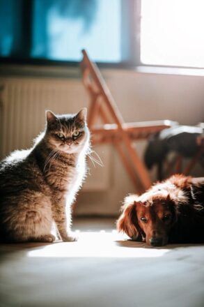 Gato y perro tomando sol.
