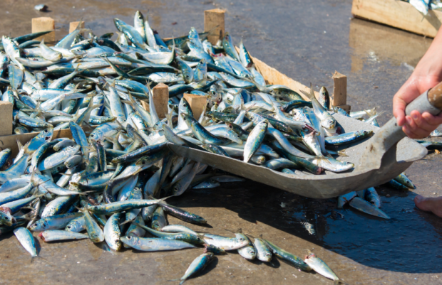 Una gran cantidad de sardinas frescas plateadas amontonadas en cajas de madera y sobre el suelo, mientras una persona utiliza una pala de metal para recogerlas.
