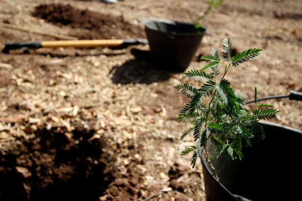 Proceso de reforestación. Javier Salvo/Aton Chile 