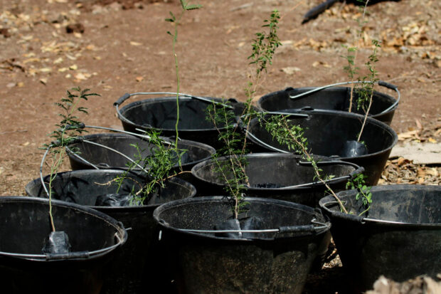 Restauración ecológica. Javier Salvo/Aton Chile 