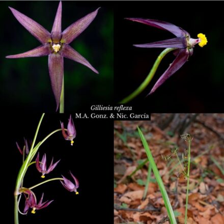Gilliesia reflexa