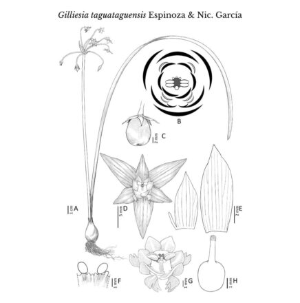 Gilliesia taguataguensis
