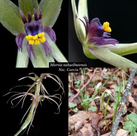 Miersia nahuelbutensis