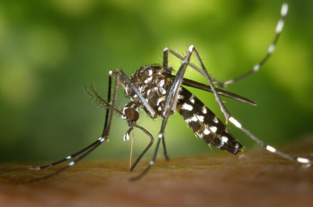 aedes aegypti, mosquito del dengue. Foto: Pexel (CCO). 