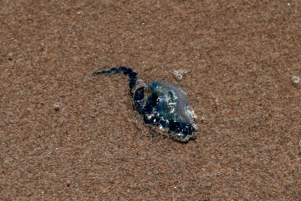 Una de las medusas de la fragata portuguesa encontradas en la playa de Viña del Mar el 2022.