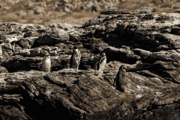 Pingüinos de Humboldt en las rocas.