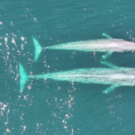Créditos (c) Centro de Conservación Cetacea