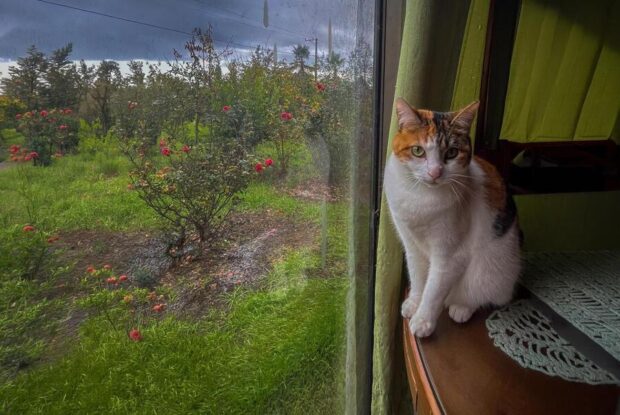 Un gato blanco, naranja y negro sentado sobre un mueble de madera junto a una ventana. A través del cristal se observa un jardín con rosas rojas y vegetación bajo un cielo nublado.