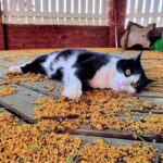 Gato doméstico blanco y negro con ojos amarillos acostado en un piso de madera cubierto por frutos amarillos de un árbol.