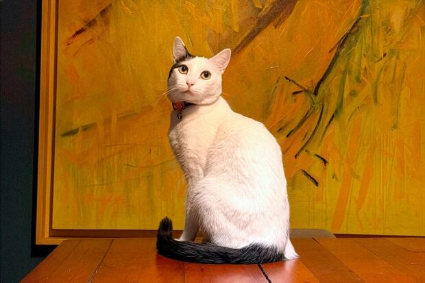 Un gato mayoritariamente blanco con manchas negras en la cabeza y cola negra, sentado sobre una mesa de madera.