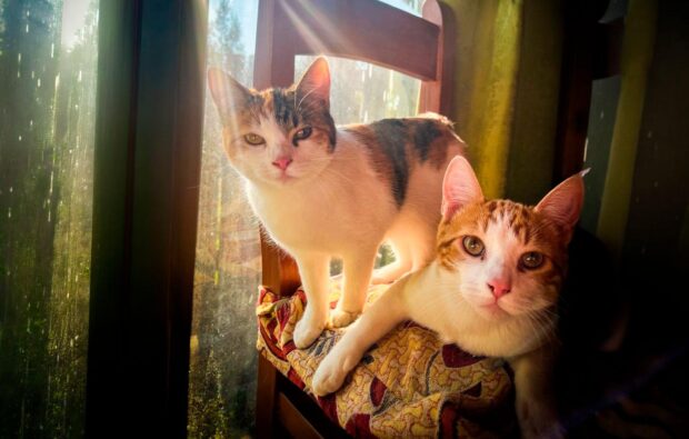 Dos gatos domésticos sobre una silla de madera junto a una ventana. Uno es de pelaje blanco con manchas negras y naranjas y está de pie, mientras que el otro es blanco con manchas naranjas y se ve recostado.
