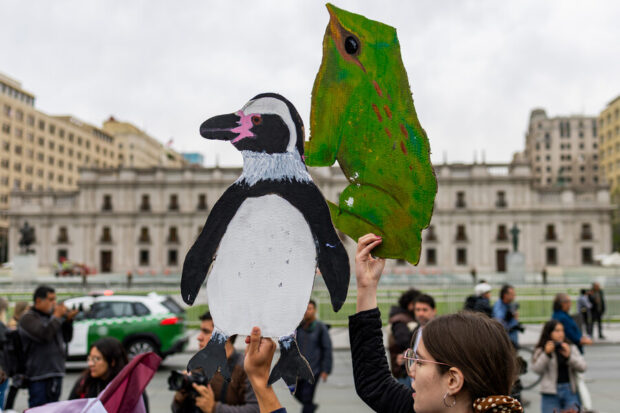 Manifestantes frente al Palacio de La Moneda. Se ven pancartas de cartón con figuras de pingüino y la ramita de Darwin..