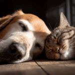 Experta U. de Chile advierte que automedicar animales de compañía puede causar graves daños Perro y gato.