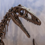 «Dinosaurios del Sur del Mundo» cierra sus puertas tras superar el millón de visitantes Esqueleto de dinosaurio.