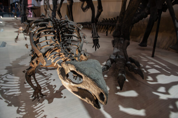 Esqueleto de dinosaurio.